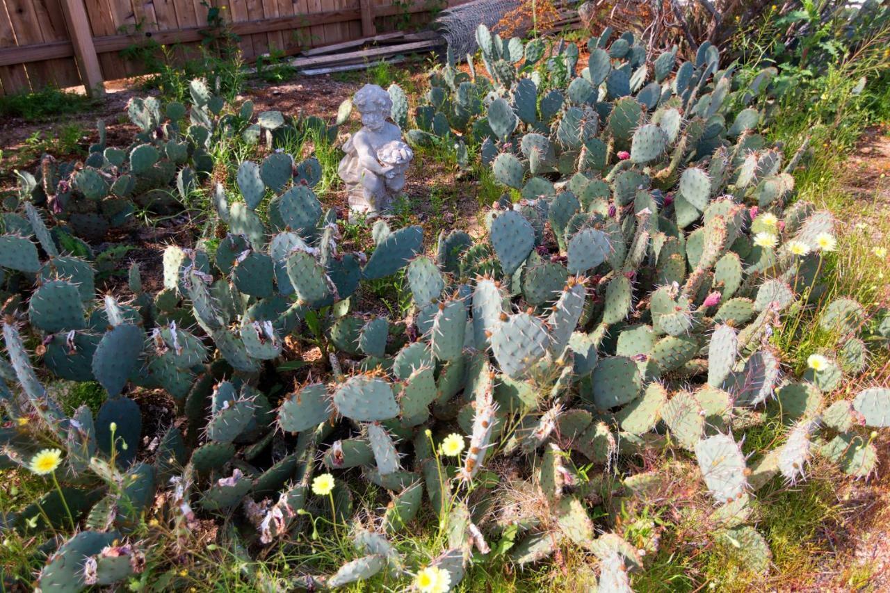 Villa Cactus Adobe Twentynine Palms Exterior foto